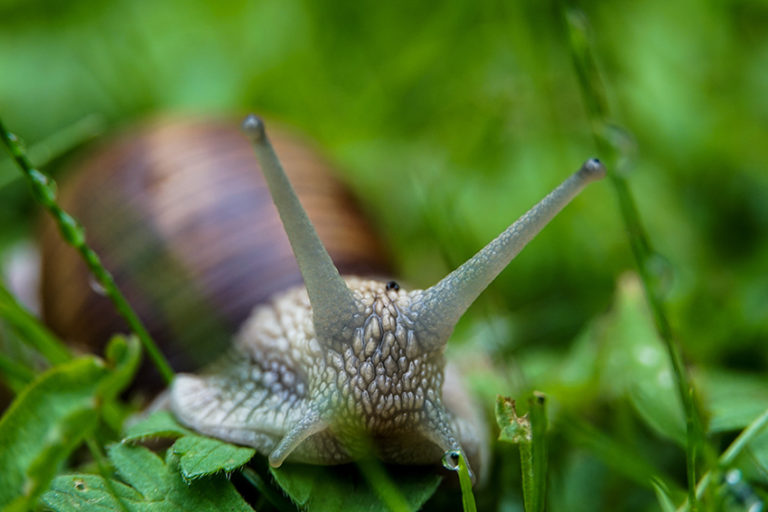 Comment se débarrasser des escargots et des limaces LE BLOG