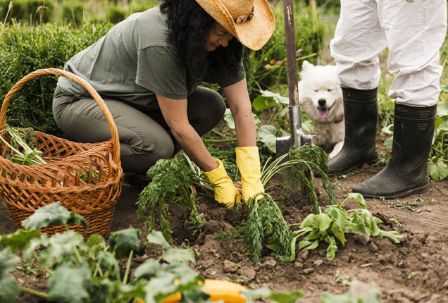 Maximisez votre récolte : Quels légumes planter ensemble dans votre potager ?