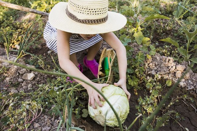 Quels légumes cultiver en région parisienne