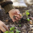 Semis et plantations pour l'hiver