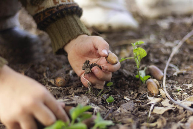 Semis et plantations pour l'hiver