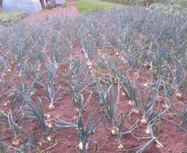 jardin ouvrier de flers