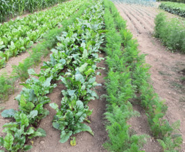 jardin ouvrier de flers