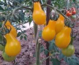 le jardin de stef et nath