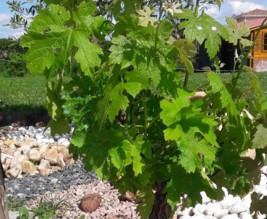 Le jardin de Marjorie