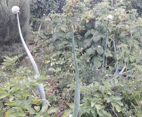 Le jardin de Marjorie