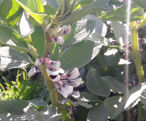 Le jardin de Marjorie