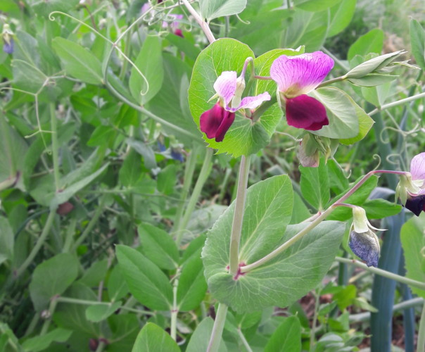 Le jardin de Marjorie