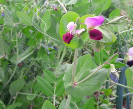 Le jardin de Marjorie