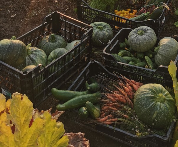 Légumes 100% sans engrais chimique