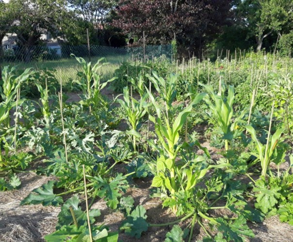 Le jardin de la Gloriette