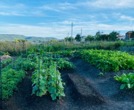 Légumes potagers