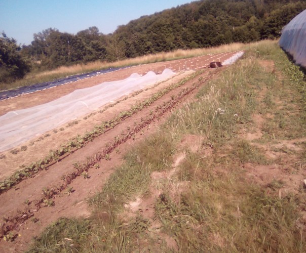 Aux Jardins Célestes