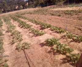 Aux Jardins Célestes