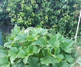 Le jardin de Solène