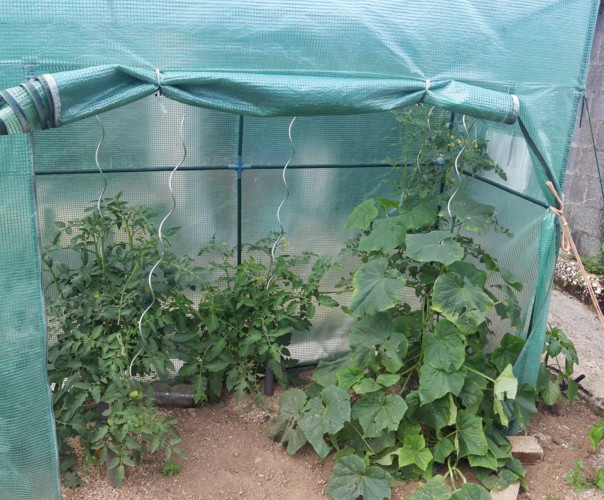 Le jardin de Solène