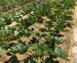 Potager des Allouettes de Montmorency