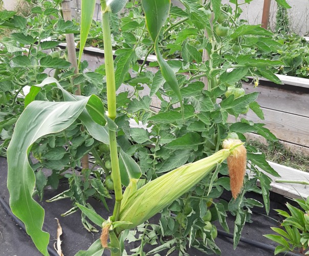 Les carrés d'Antoine