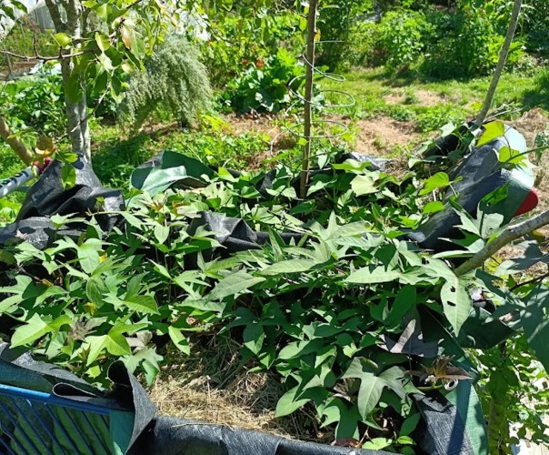 le jardin du chateau