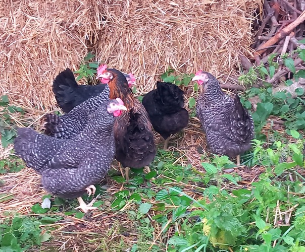 La vieille demeure de Suzan, mésanges et hérissons