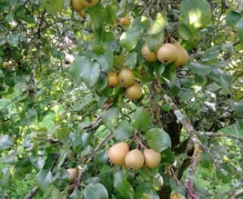Le banquet de Créniel