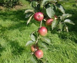 Le banquet de Créniel