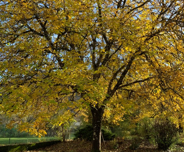 HUILE DE NOIX ET NOIX