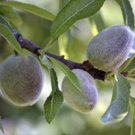 Amandes  Amandes de mon verger au Portugal  