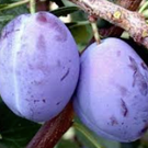 Prune  Quetches cueillies le 17 juillet 2023  