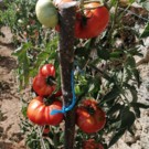 Tomate  Tomates Marmande  
