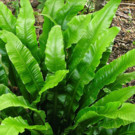 Plante  1 gros plan d'asplenium scolopendrium  
