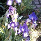 Fleurs  Iris magnifiques en rizhomes_ Parme et blanc  