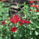 Plante  Sauge à fleur rouge - Résiste à la sécheresse  