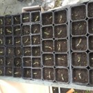 Plants  Semi tomate cerise barquette x6  
