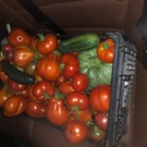 Tomates  Plusieurs variétés (coeur de boeuf, andine, roma..  