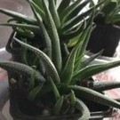 Plante  Haworthia plante grasse d'intérieur  