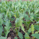 Autre  Roquette sauvage  