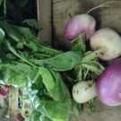 Navet  Navet primeur  