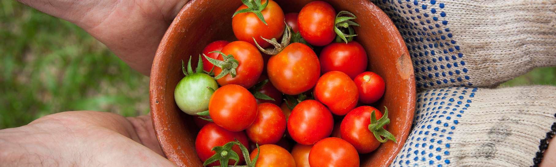 Slider Home Tomates